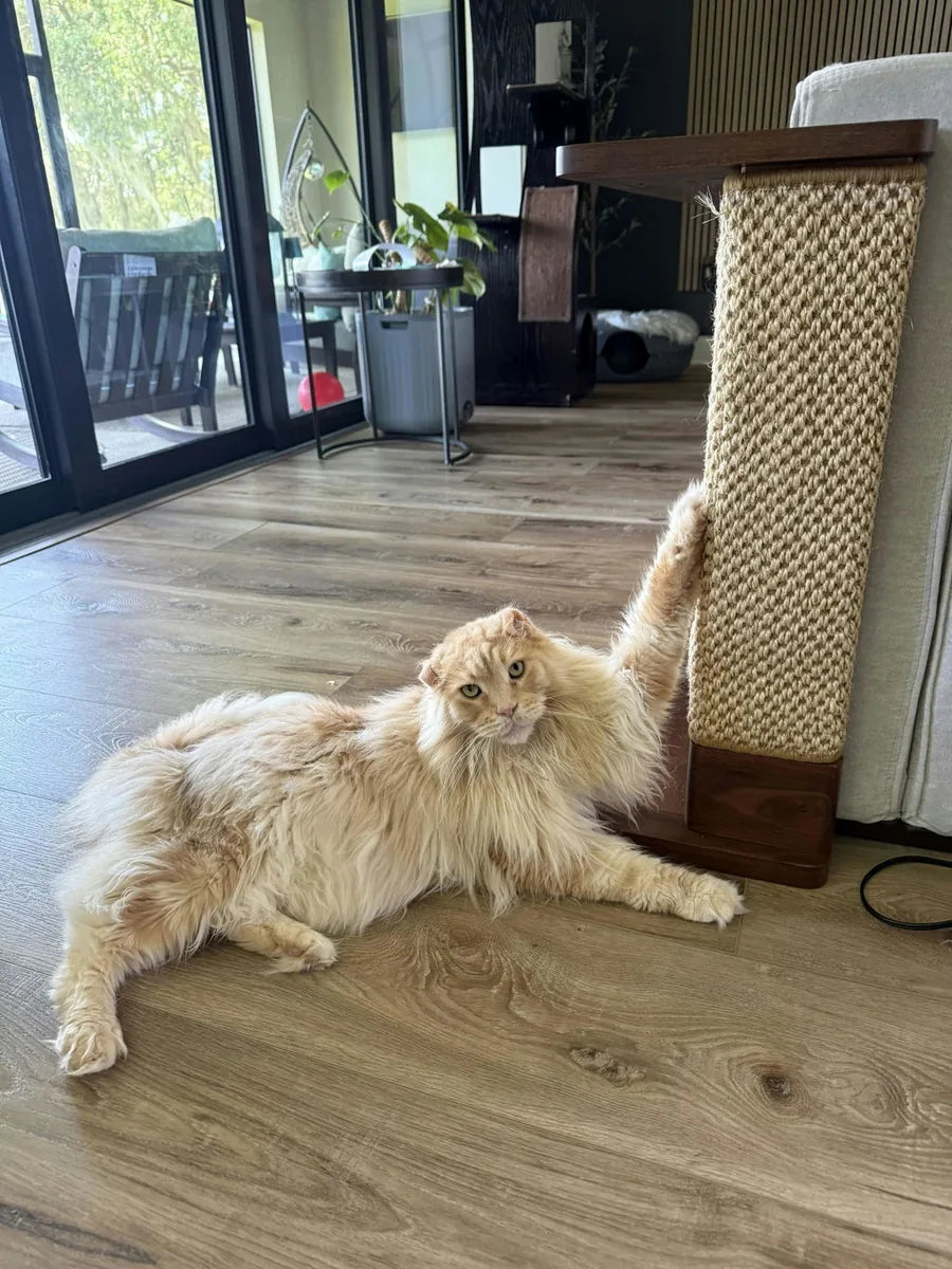 Customer photo of a cat using Cat-e-Corner beside a sofa